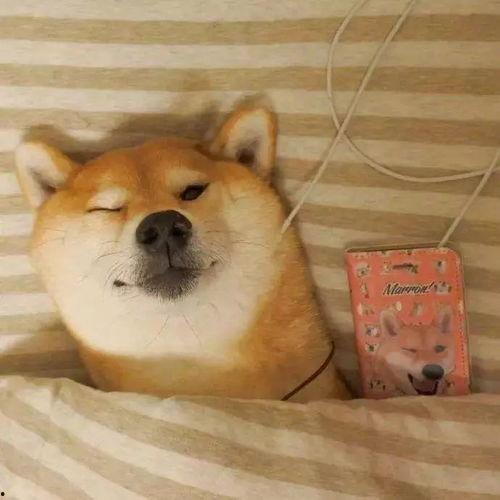 网红吃瓜狗子图片高清大图,高清大图带你领略萌宠魅力  第1张